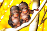 IRMÃOS MACACOS