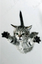 GATO CAINDO