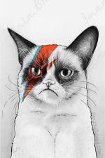 GATO BOWIE