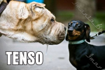 TENSO