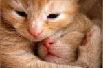 Gatinhos 2