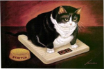 Gatinho 3